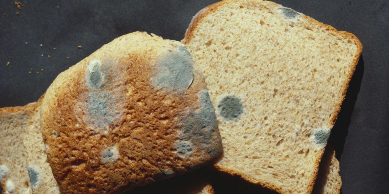 moldy bread