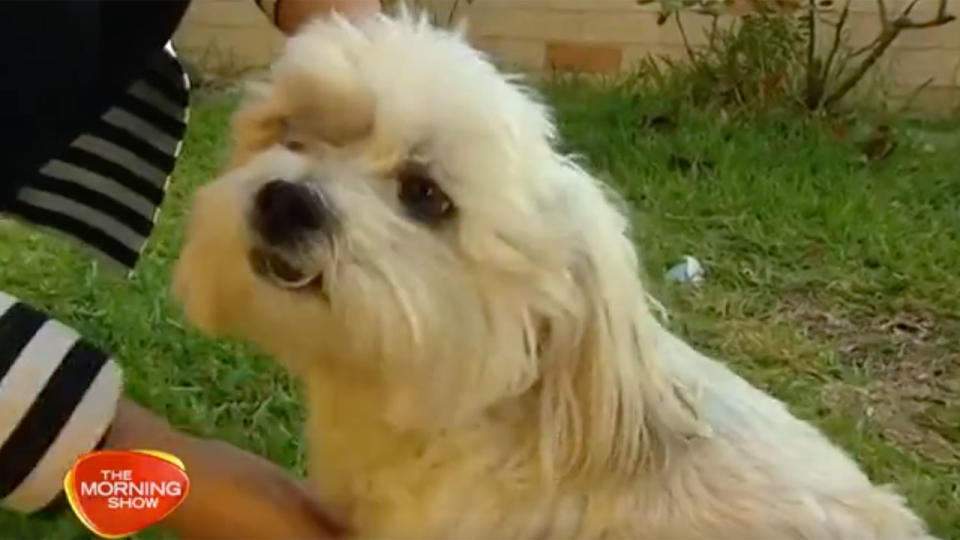 The lucky pooch has been reunited with its owners, while the offender remains on the run. Source: The Morning Show/ 7News