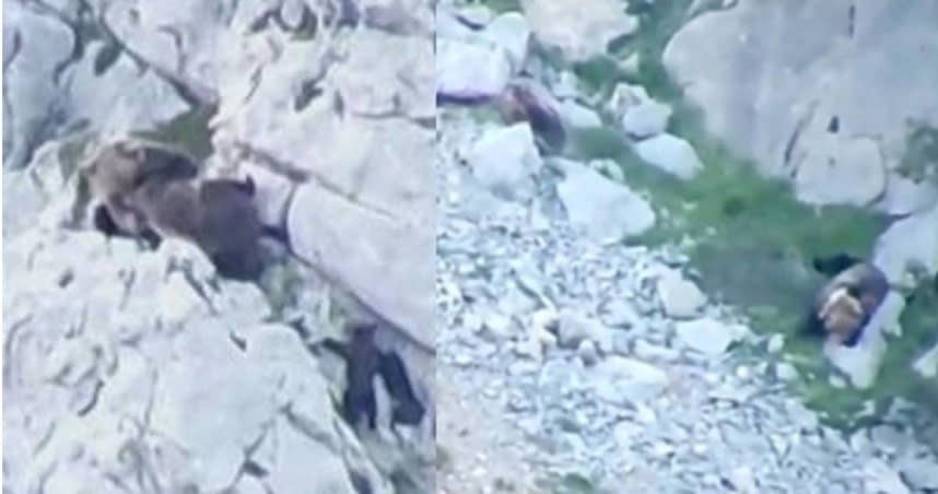 母熊為保護躲在牠身後的幼熊，與公熊展開搏鬥。（圖／翻攝自YouTube）