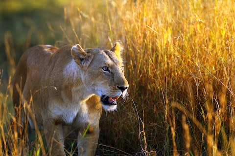 A lioness in the long grass - Credit: SUEBG1 PHOTOGRAPHY