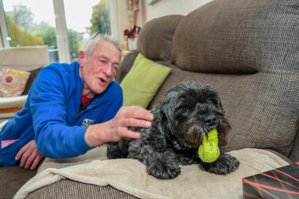 <em>Teddy now works as a therapy dog, helping other people (Picture: Mercury)</em>