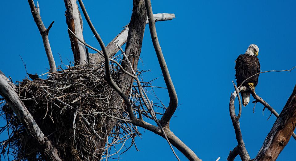 A bald eagle hangs out at its nest on Sanibel on Thursday, Sept. 7, 2023. Hurricane Ian destroyed the bald eagle nests on the island but all the pairs of eagles rebuilt.