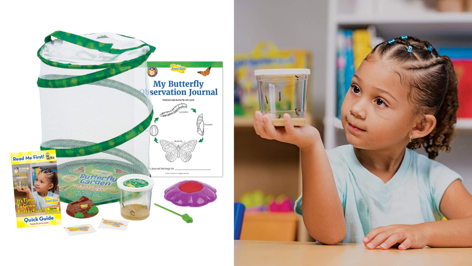 Best Amazon toys 2021: Insect Lore Butterfly Garden Kit.