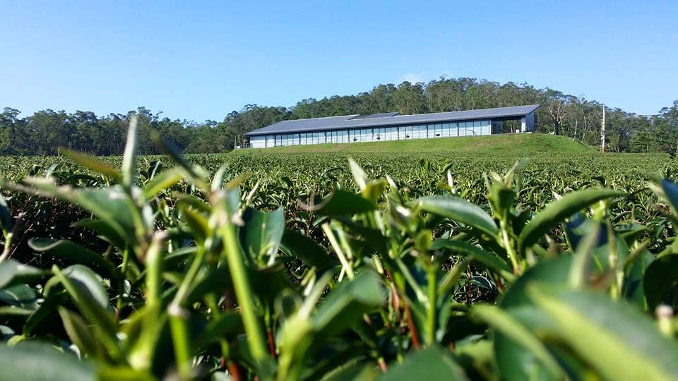 銅鑼茶廠戶外觀景台可欣賞青翠山巒與大片茶園，令人心曠神怡。圖/銅鑼茶廠臉書粉絲專頁