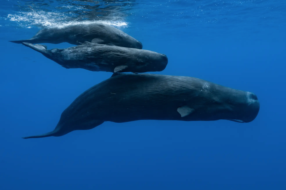 Eine Herde Pottwale schwimmt in der Nähe von Mauritius am 10. November 2011. - Copyright: Alexis Rosenfeld/Getty Images