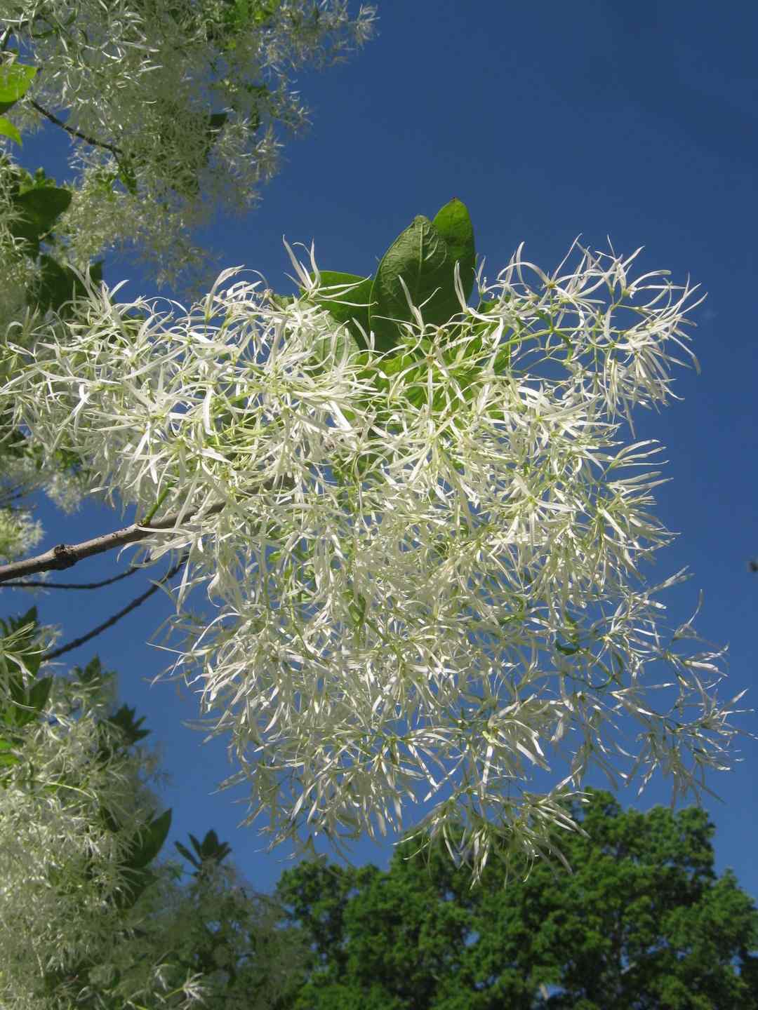 fringe-tree-002_phixr.jpg