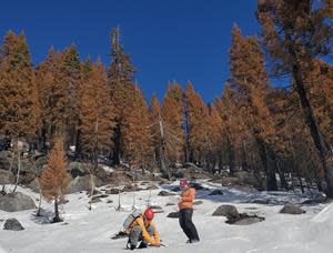Study authors Ben Hatchett and Arielle Koshkin measure snow albedo in the footprint of the Caldor fire. Photo by Anne Heggli/DRI