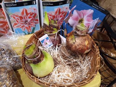 Amaryllis bulbs may be bought bare root or potted ready for forcing indoors.