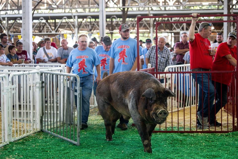 Sasquach enters to be weighed during the Big Boar Contest in the Swine Barn during day one of the Iowa State Fair on Thursday, August 10, 2023 in Des Moines.
