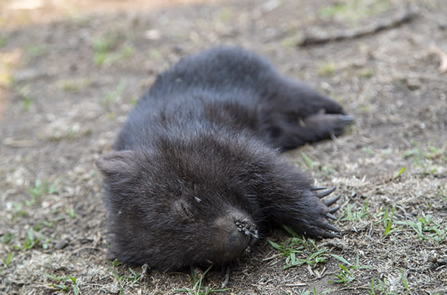 A dead wombat on the ground in Cobargo