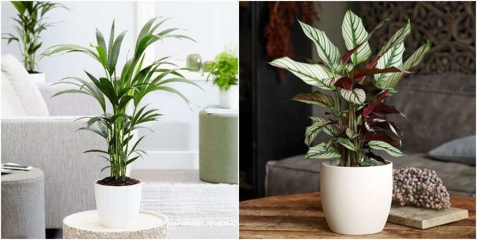 <p><strong>From small desktop ferns to statement palms, there are plenty of non-toxic, dog-friendly <a href="https://www.housebeautiful.com/uk/garden/plants/g34571764/trending-houseplants/" rel="nofollow noopener" target="_blank" data-ylk="slk:plants;elm:context_link;itc:0;sec:content-canvas" class="link ">plants</a> that are safe for pet owners to have on display at home. </strong></p><p>If you're a dog owner looking for plants to buy, it's important to consider whether they are harmful to your pooch. Some <a href="https://www.housebeautiful.com/uk/garden/plants/g33306866/toxic-plants/" rel="nofollow noopener" target="_blank" data-ylk="slk:toxic houseplants;elm:context_link;itc:0;sec:content-canvas" class="link ">toxic houseplants</a> to be wary of include the Devils Ivy, Peace Lily and Sago Palm. They might look beautiful placed on your coffee table, but these species should be kept away from pets and young children.</p><p>In order to help you find the perfect dog-friendly plants, the team at <a href="https://go.redirectingat.com?id=127X1599956&url=https%3A%2F%2Ftails.com%2Fgb%2F&sref=https%3A%2F%2Fwww.housebeautiful.com%2Fuk%2Fgarden%2Fplants%2Fg35160955%2Fdog-friendly-plants%2F" rel="nofollow noopener" target="_blank" data-ylk="slk:Tails.com;elm:context_link;itc:0;sec:content-canvas" class="link ">Tails.com</a> have shared their top picks to help you create your very own indoor jungle...</p>