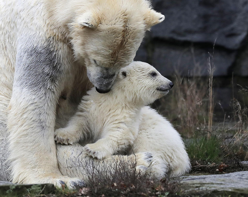 A female polar bear baby sits with its mother Tonja through their enclosure at the Tierpark zoo in Berlin, Friday, March 15, 2019. The still unnamed bear, born Dec. 1, 2018 at the Tierpark, is presented to the public for the first time. (AP Photo/Markus Schreiber)