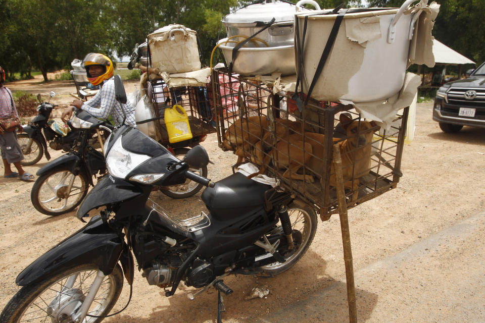 Dogs place in a cage are carrying at a back seat of motorbike as they supposed to be sold to slaughterhouses in a Buddhist pagoda in Tang Krasang village in Kampong Thom province north of Phnom Penh, Cambodia, Wednesday, Aug. 5, 2020. Animal rights activists in Cambodia have gained a small victory in their effort to end the trade in dog meat, convincing a canine slaughterhouse in one village to abandon the business. (AP Photo/Heng Sinith)