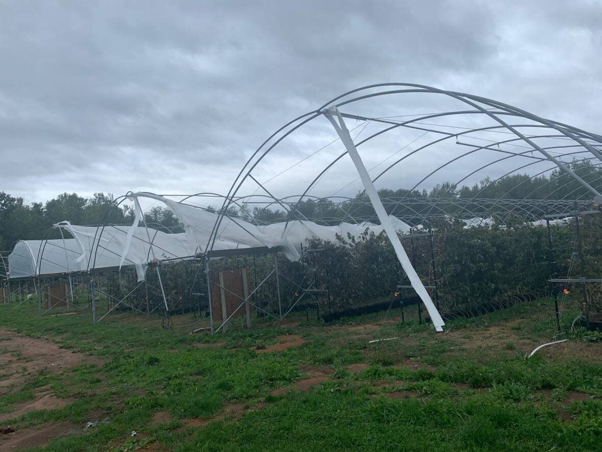 Covers are torn on six tunnel greenhouses at the Webster Farm near Cambridge in Nova Scotia's Annapolis Valley after being hit by post-tropical storm Fiona over the weekend.   (Submitted by Jordan Eyamie - image credit)