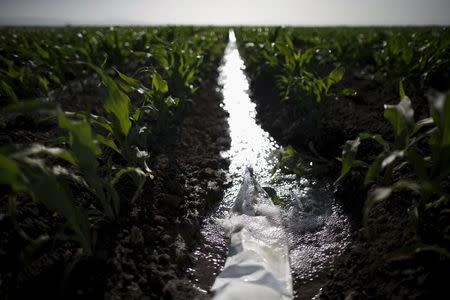 An irrigation channel runs through a corn field in Los Banos, California, United States May 5, 2015. REUTERS/Lucy Nicholson