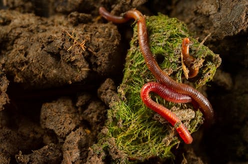 <span class="attribution"><a class="link " href="https://www.shutterstock.com/image-photo/close-macro-photo-earthworms-fertile-soil-1056300290" rel="nofollow noopener" target="_blank" data-ylk="slk:Witaya Proadtayakogool/Shutterstock;elm:context_link;itc:0;sec:content-canvas">Witaya Proadtayakogool/Shutterstock</a></span>