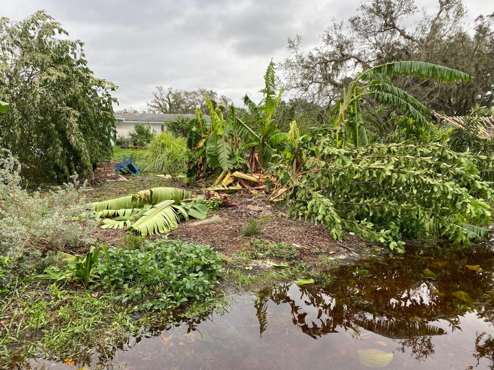 Photographs illustrate damage days after after Hurricane Ian hit Sulcata Grove, a family farm near Sarasota, Florida, on Sept. 28, 2022. The owner, Celeste Welch, said she and other farmers are waiting to assess their losses.