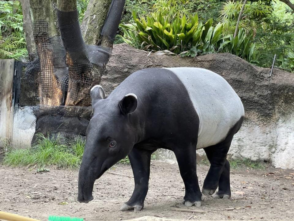 （日本橫濱動物園提供／截自台北市立動物園臉書）