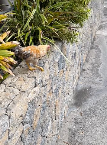 <p>Shaun White/Instagram</p> The couple spotted a stray chicken outside of the airport.