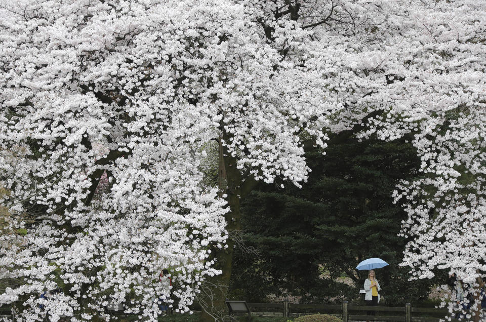 Cherry blossoms in Tokyo