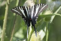 <p><strong> Zebra Swallowtail </strong></p><p>Tennessee is either entirely filled with bugs, or a super indecisive state. They’ve got two official state insects (the Common Eastern Firefly and the 7-Spotted Ladybug), a state agricultural insect (the European honey bee) and a state butterfly (Zebra Swallowtail). Pick a bug, Tennessee! <br></p>