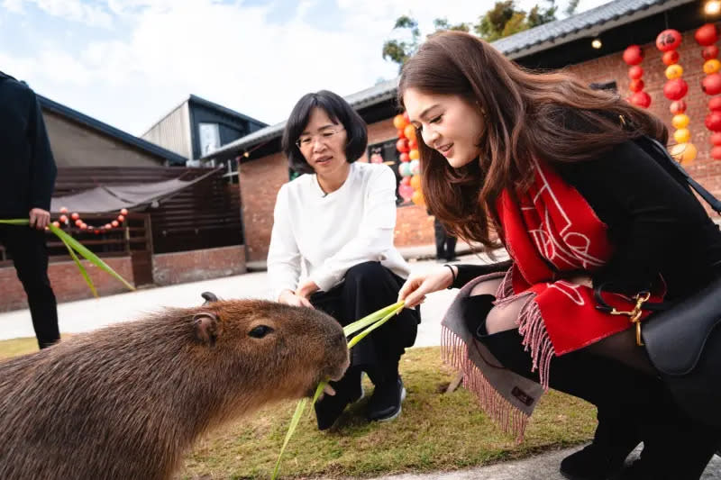 ▲蘇巧慧帶著杜若薇前往樹林超夯的餐廳「紅磚園邸」，除了美味餐點以外，體驗餵食水豚更是賣點之一。（圖／蘇巧慧辦公室提供）