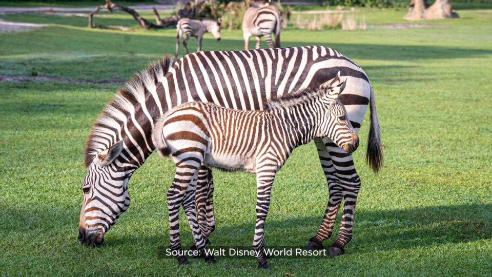 Disney officials said the two Hartmann’s mountain zebra foals can now be seen at Kilimanjaro Safaris at Animal Kingdom with their dad, Domino.