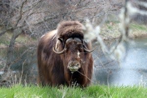 <p>Pearl the musk ox explores her habitat at the Zoo in early spring 2021.</p> (Minnesota Zoo)