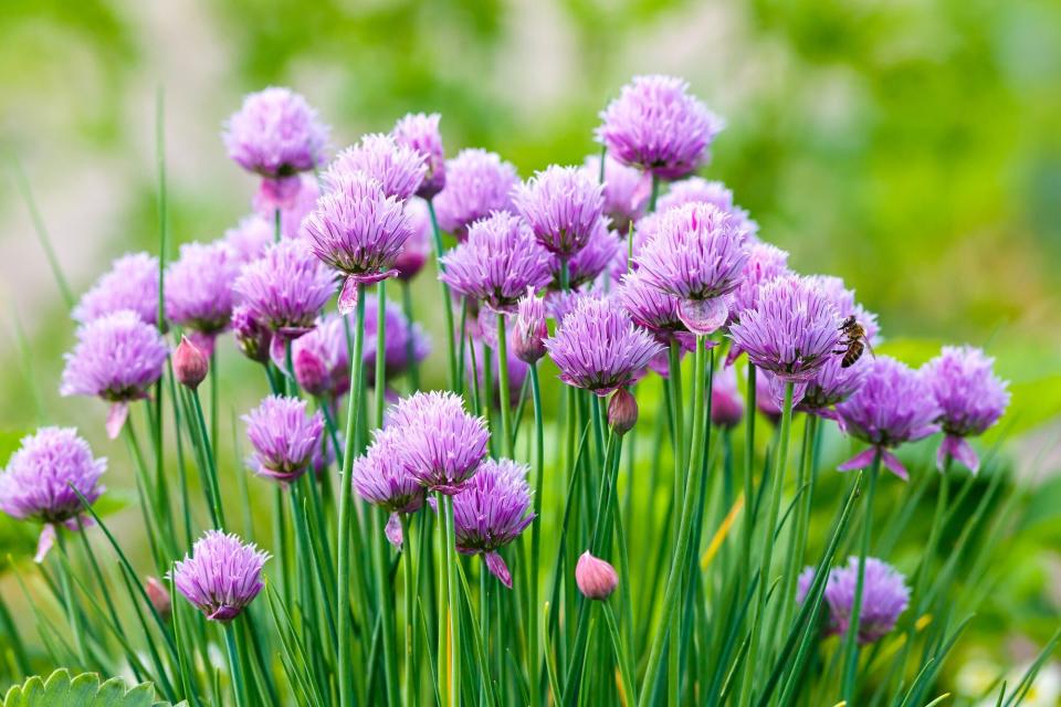 Purple blooming chives in garden