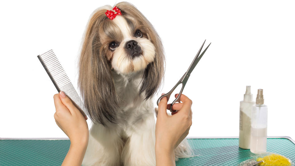 dog with grooming tools
