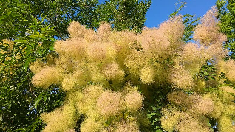 masses of smoke like feathery flowers clusters of a smoke tree tall bush