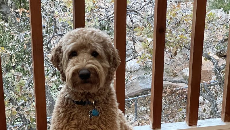 Teddy, a 2-year-old goldendoodle, at his Millcreek home on Nov. 3, 2023. His breed is the most popular in Utah, according to a new U.S. News & World Report analysis. His name is the 16th most popular nationwide.