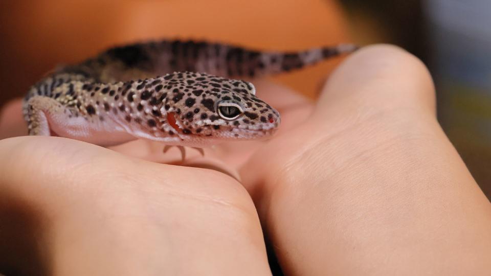 Person holding Leopard Geko