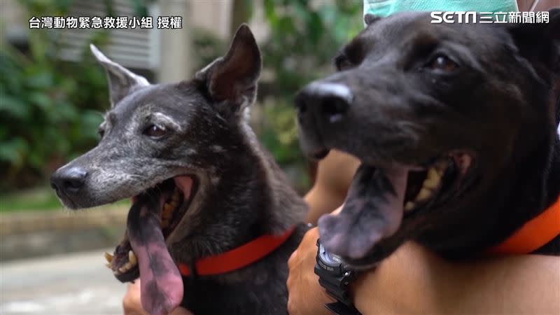  經過一個多月的療養，「酷乖」已經恢復以往快樂模樣（圖／台灣動物緊急救援小組　授權）