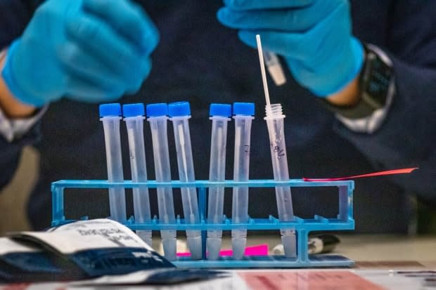 A technician places rapid COVID-19 swabs into a test tube container on Nov. 24, 2020, at Dalhousie University in Halifax. (Robert Short/CBC - image credit)