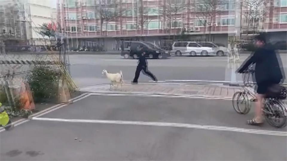 小小羊兒不回家！從羊舍開溜到台灣大道　員警抓羊前後包抄