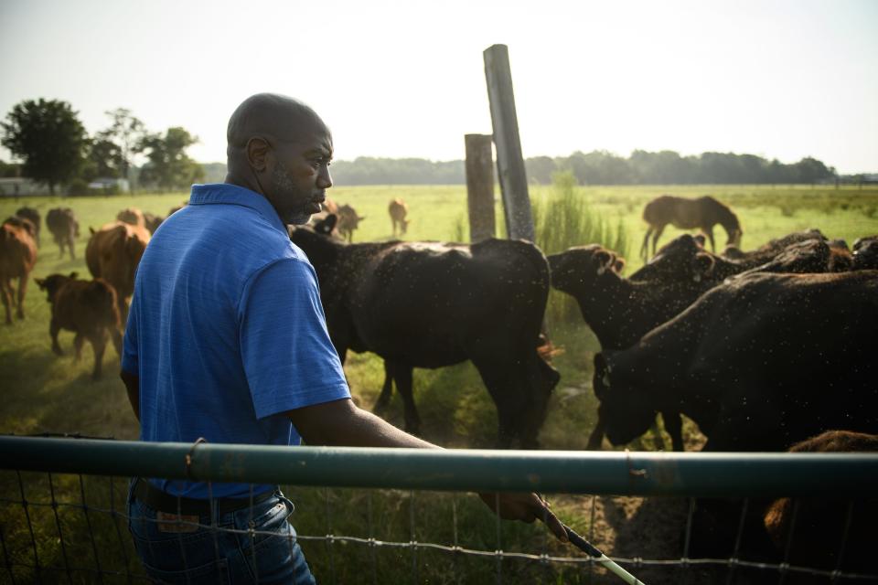 Marvin Frink moves his herd of Black Angus cattle into a pasture for grazing at his family farm, Briarwood Cattle Farms, in Hoke County, North Carolina.