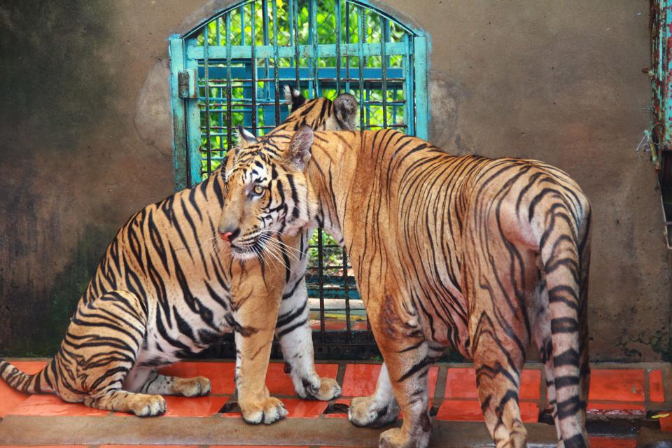 FILE - In this file photo taken on July 4, 2012, tigers rest in a cage at a tiger farm in southern Binh Duong province, Vietnam. Conservationists allege that Vietnam's 11 registered tiger farms are merely fronts for a thriving illegal market in tiger parts, highly prized for purported - if unproven - medicinal qualities. (AP Photo/Mike Ives, File)