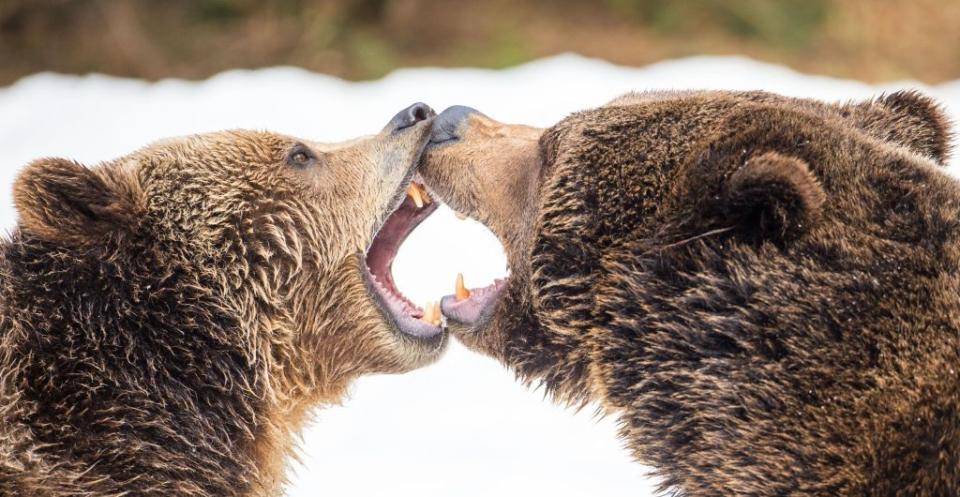 Playfighting bears in Germany