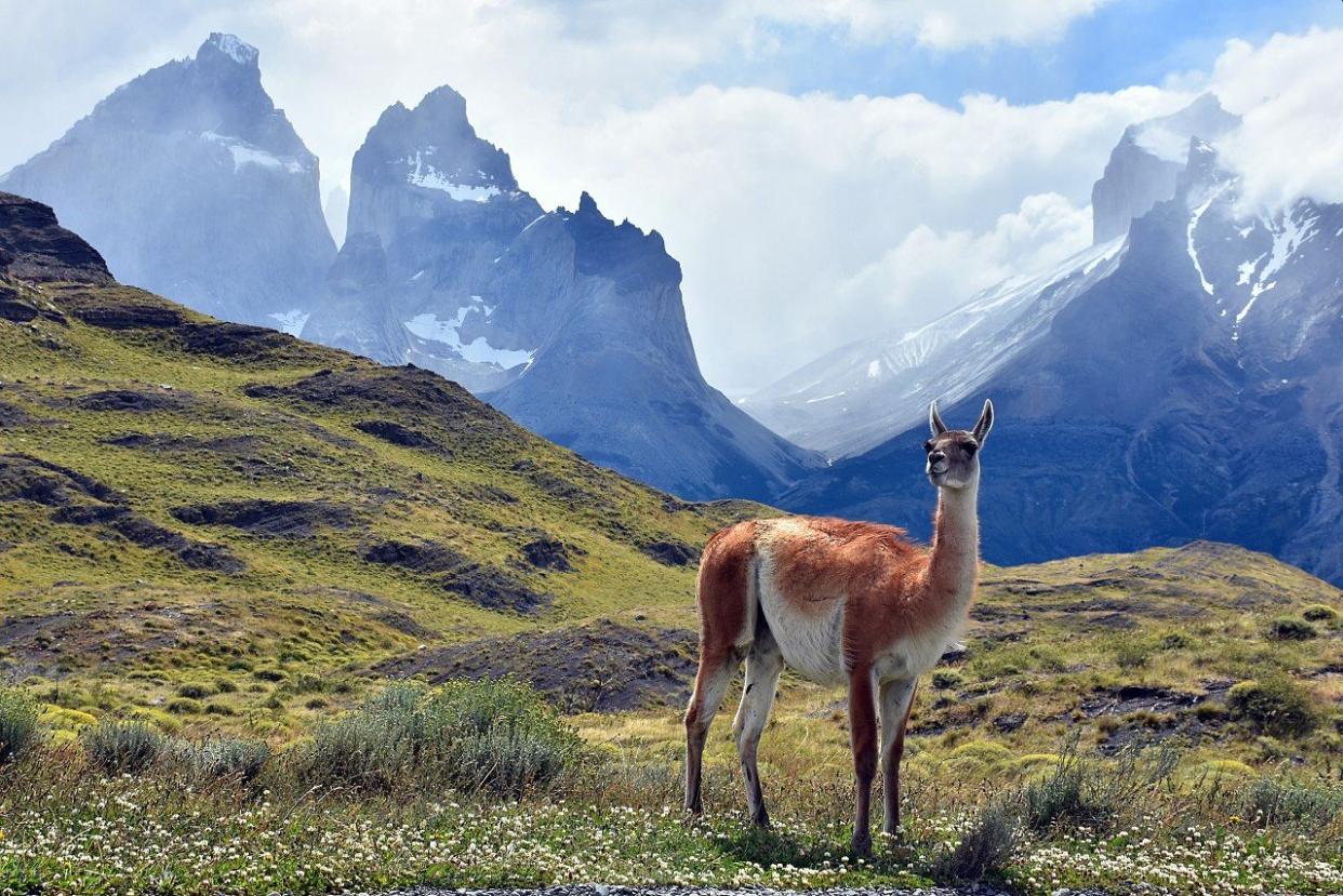 Un guanaco en el parque nacional Torres del Paine | Wikimedia CC