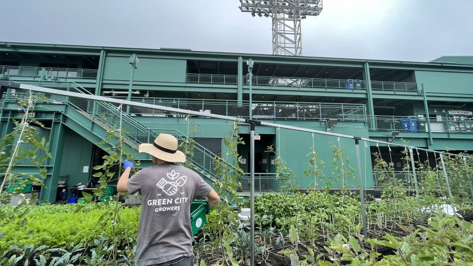 Haley Bergeron harvests cherry tomatoes in the shadow of iconic Fenway Park. - Samantha Bresnahan/CNN
