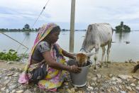 A woman feed her cattle, in a flood affected village in Morigaon district of Assam, in India on Monday, 20 July 2020. (Photo by David Talukdar/NurPhoto via Getty Images)