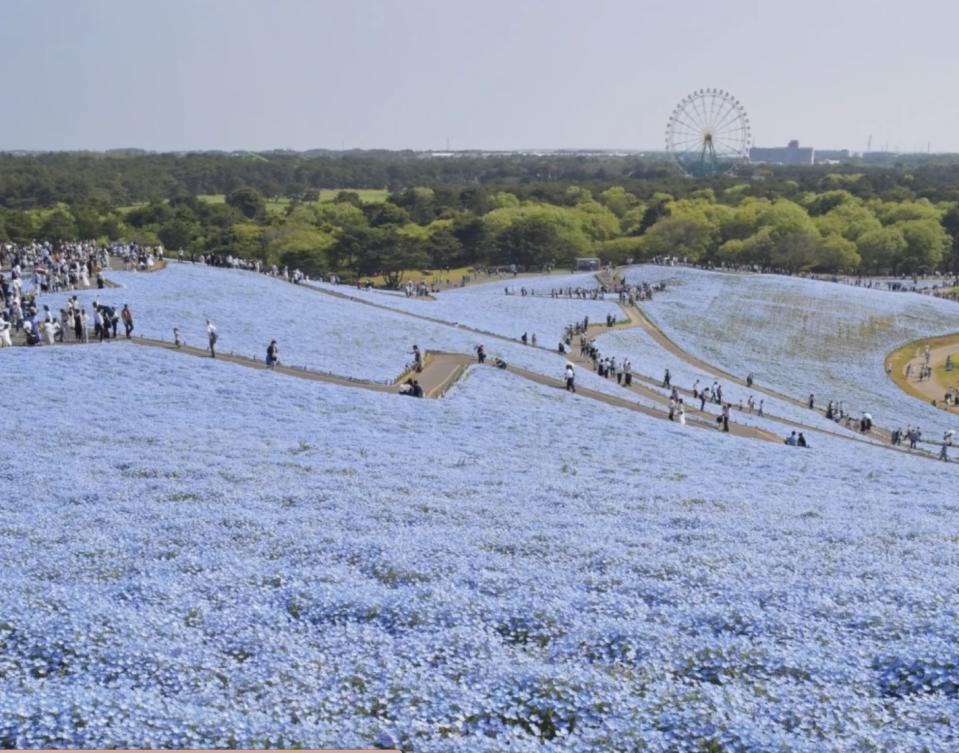 日本旅遊｜茨城賞花一日遊8折優惠！暢遊兩大絕美花祭： CNN「世界10大夢幻旅遊景點」紫藤花祭＋450萬朵紫藍色粉蝶花海