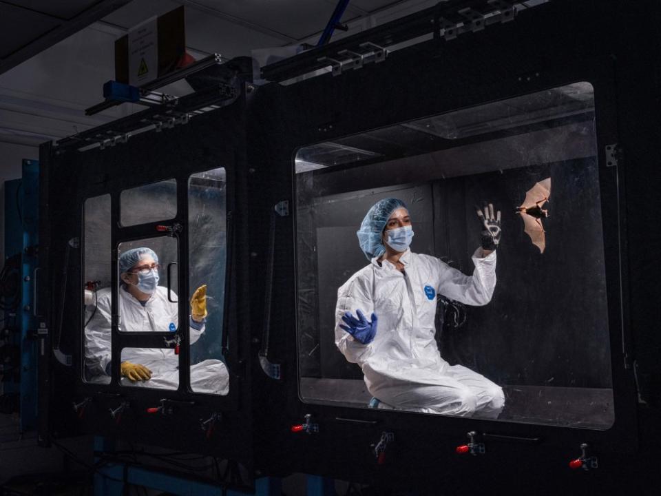 At Brown University, doctoral student Brooke Quinn (blue glove) and her adviser, Sharon Swartz, work with a Seba’s short-tailed bat inside a wind tunnel. They are testing how tiny sensory hairs on bats’ wings affect their flight responses to turbulence.<span class="copyright"><a href="https://www.nationalgeographic.com/pages/topic/best-of-2023" rel="nofollow noopener" target="_blank" data-ylk="slk:Nichole Sobecki for National Geographic;elm:context_link;itc:0;sec:content-canvas" class="link ">Nichole Sobecki for National Geographic</a></span>