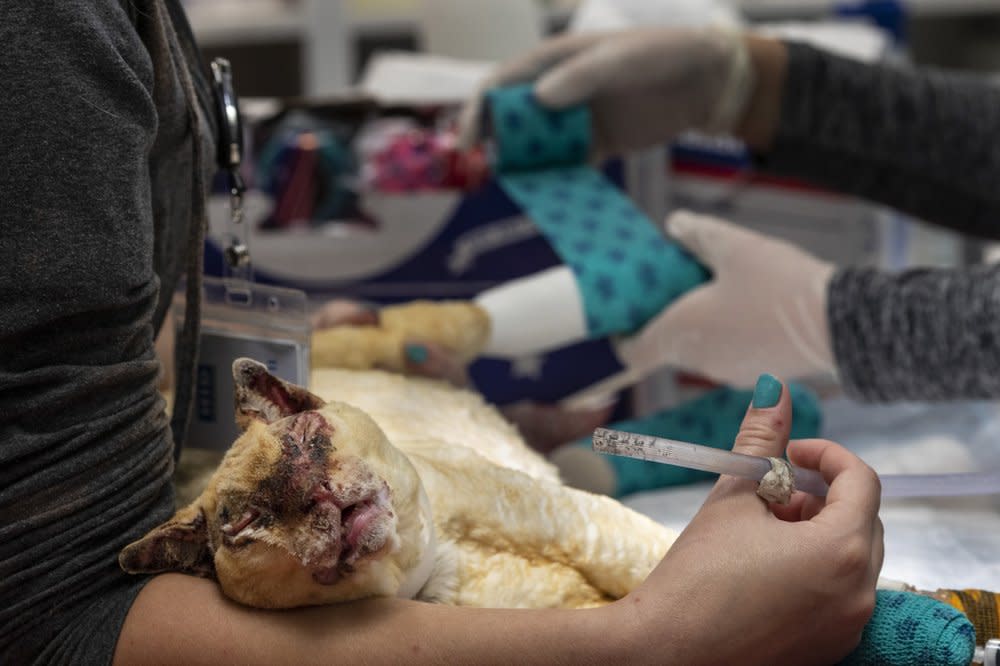 An injured cat named Prince is being treated for third degree burns on his paws, stomach and face by technician assistant Kaity Kelsey, left, and Vet assistant Kayla Weisz, right, both from Medford, Ore., at the Southern Oregon Veterinary Specialty Center (SOVSC), which is a 24/7 hospital dealing with rescued animals from the wildfires devastating the region on Saturday, Sept. 12, 2020, in Central Point, Ore. (AP Photo/Paula Bronstein)