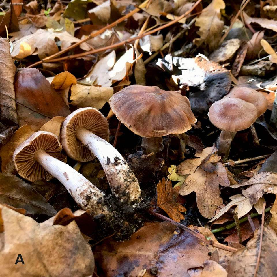 Toadstool mushroom