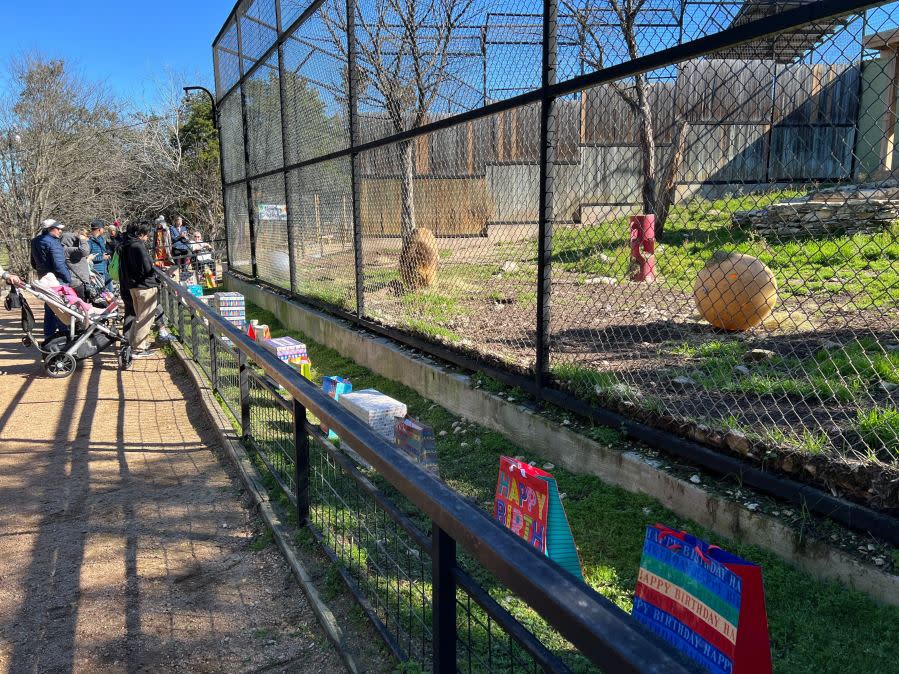 Austin Zoo celebrates lions Sango and Jelani’s 10th birthday (KXAN Photo/Todd Bailey)