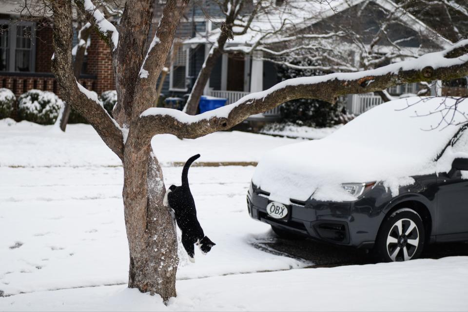 Fayetteville was blanketed in snow Friday evening and early Saturday morning.