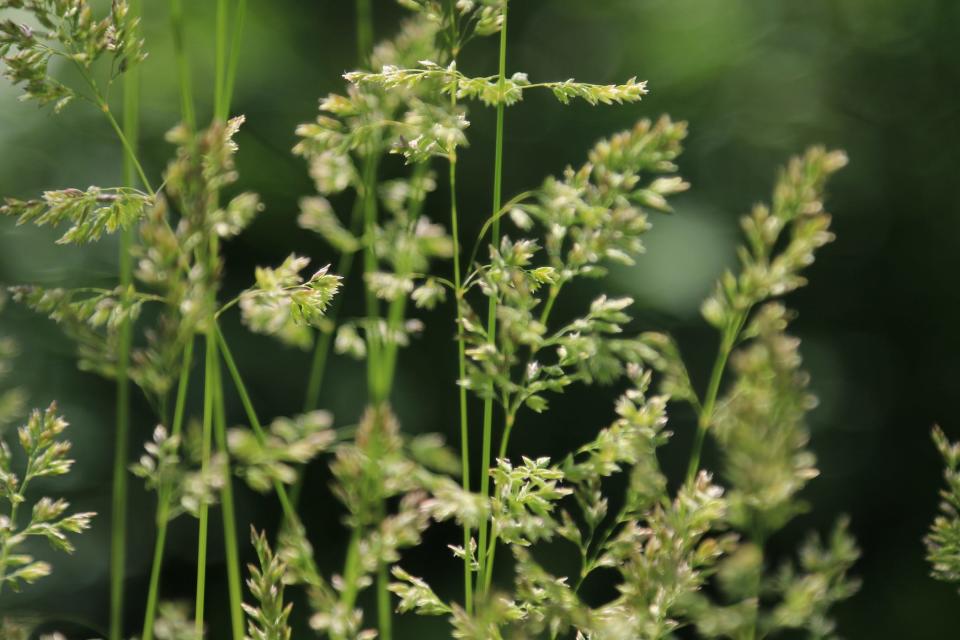 stalks of green and white meadow grass