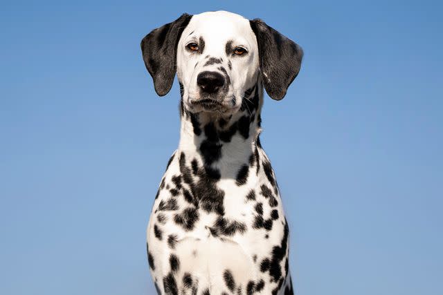 <p>Getty</p> Dalmatian -- stock image